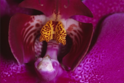 Orchid-Macro.jpg