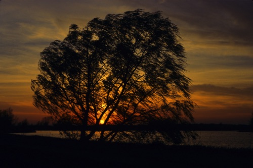 Weepping-Willow-Sunset.jpg